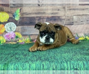 Bulldog Puppy for sale in POWHATAN, VA, USA