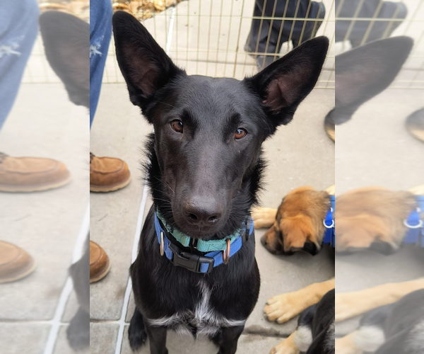 Medium Photo #1 Mutt Puppy For Sale in Kansas City, MO, USA