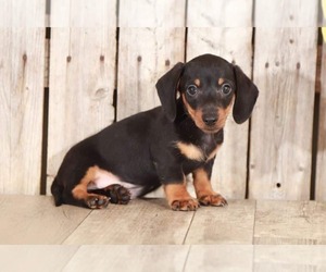 Dachshund Puppy for sale in MOUNT VERNON, OH, USA