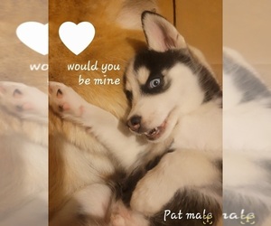 Siberian Husky Puppy for sale in TROY, MO, USA