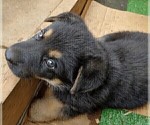 Small Photo #2 German Shepherd Dog Puppy For Sale in SHELTON, WA, USA