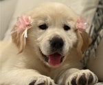 Puppy Gertie English Cream Golden Retriever