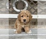 Small #5 Poodle (Miniature)