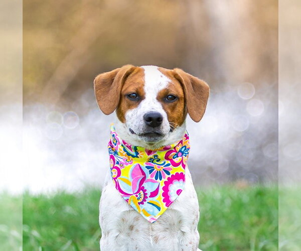 Medium Photo #3 Mutt Puppy For Sale in Unionville, PA, USA