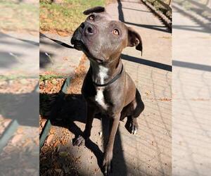 Blue Lacy-Unknown Mix Dogs for adoption in San Antonio, TX, USA