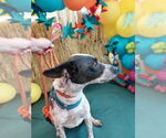 Small #1 Jack Russell Terrier Mix