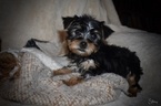 Small Photo #5 Yorkshire Terrier Puppy For Sale in KELLY, LA, USA