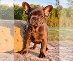Small #1 French Bulldog