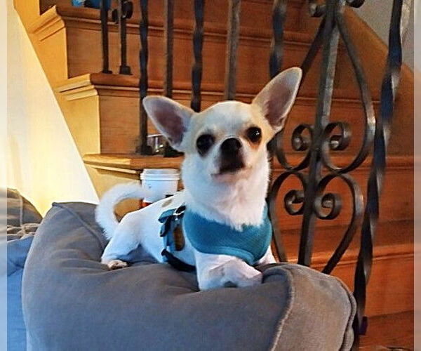 Medium Photo #2 Chihuahua Puppy For Sale in St. Louis Park, MN, USA