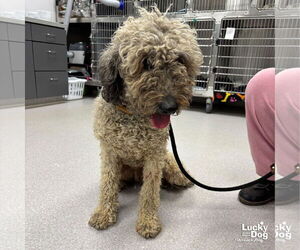 Poodle (Standard)-Unknown Mix Dogs for adoption in Washington, DC, USA