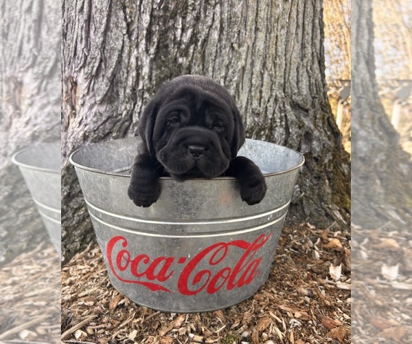 Medium Photo #5 Cocker-Pei Puppy For Sale in MIDDLEBURY, IN, USA