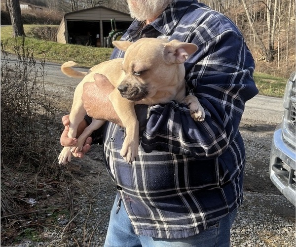 Medium Photo #44 French Bullhuahua Puppy For Sale in SPRAGGS, PA, USA