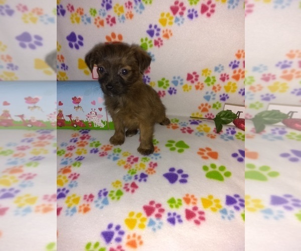 Medium Photo #19 Poodle (Toy) Puppy For Sale in LAPEER, MI, USA
