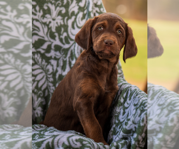 Medium Photo #9 Labradoodle Puppy For Sale in DEEPWATER, MO, USA