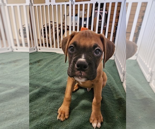 Medium Photo #1 Boxer Puppy For Sale in LYONS, KS, USA