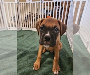 Medium Boxer