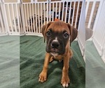 Puppy Puppy 5 Orange Boxer
