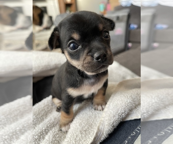 Medium Photo #2 Chiweenie Puppy For Sale in ANACORTES, WA, USA