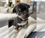 Small Photo #2 Chiweenie Puppy For Sale in ANACORTES, WA, USA