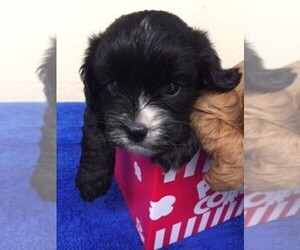 Cavapoo Puppy for sale in FREDERICKTOWN, MO, USA