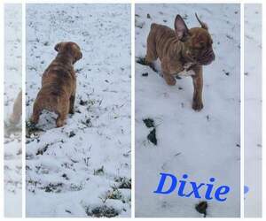 Olde English Bulldogge Puppy for sale in WHEELER, MI, USA