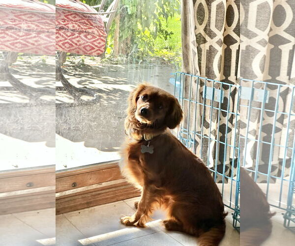 Medium Photo #3  Puppy For Sale in , 