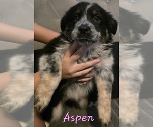 Medium Border-Aussie