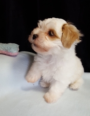 Havanese Puppy for sale in OCALA, FL, USA