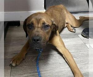 Mastiff Dogs for adoption in Redlands, CA, USA