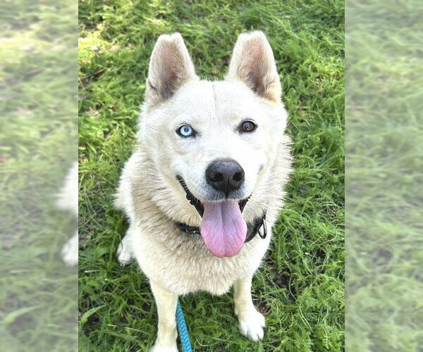 Medium Photo #1 Siberian Husky Puppy For Sale in Sacramento, CA, USA