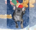 Small Photo #1 French Bulldog Puppy For Sale in OAK PARK, MI, USA