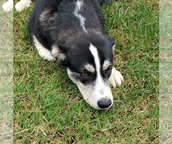 Medium Photo #1 Huskies -Unknown Mix Puppy For Sale in Seaford, DE, USA