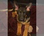 Small Photo #1 German Shepherd Dog Puppy For Sale in DENVER, CO, USA