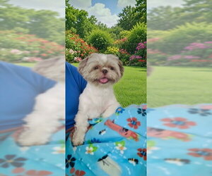 Elvis James - Male Shih Tzu Dog for Adoption - Photo #2