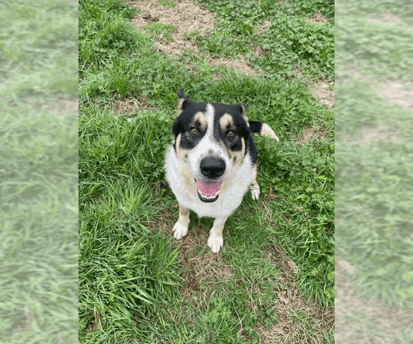 Medium Photo #1 Bernese Mountain Dog-Unknown Mix Puppy For Sale in Jackson, MS, USA