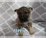 Small Photo #3 German Shepherd Dog Puppy For Sale in jasper, AR, USA