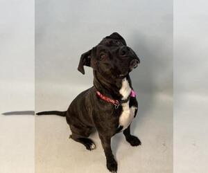 American Pit Bull Terrier Dogs for adoption in Fort Collins, CO, USA