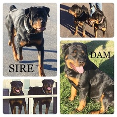 Rottweiler Puppy for sale in LIBERTY, MO, USA