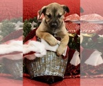 Small Photo #1 Catahoula Leopard Dog-French Bulldog Mix Puppy For Sale in KEIZER, OR, USA