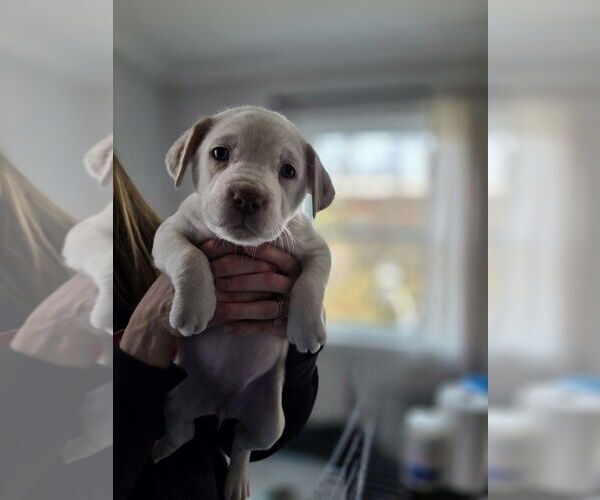 Medium Photo #1 Australian Shepherd-Catahoula Leopard Dog Mix Puppy For Sale in Aurora, IN, USA