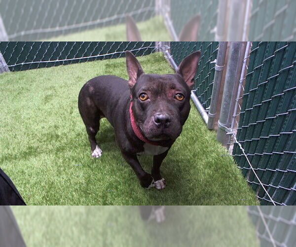 Medium Photo #1 American Pit Bull Terrier-Unknown Mix Puppy For Sale in Downey, CA, USA