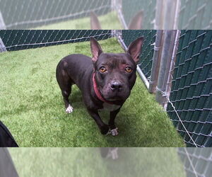 Medium American Pit Bull Terrier Mix