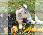 Small Photo #26 Keeshond Puppy For Sale in FAYETTEVILLE, TN, USA
