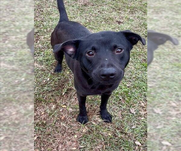 Medium Photo #1 Labrador Retriever-Unknown Mix Puppy For Sale in Conroe, TX, USA