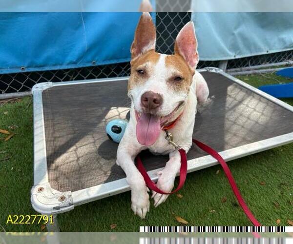 Medium Photo #3 Beagle-Pharaoh Hound Mix Puppy For Sale in West Palm Beach, FL, USA