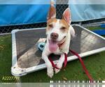 Small #2 Beagle-Pharaoh Hound Mix