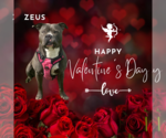 Small #17 American Staffordshire Terrier
