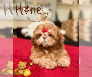 Shih Tzu Puppy for sale in SUGAR HILL, GA, USA