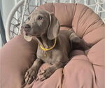 Small #3 Weimaraner