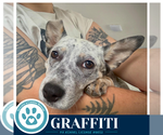Small #1 Mutt